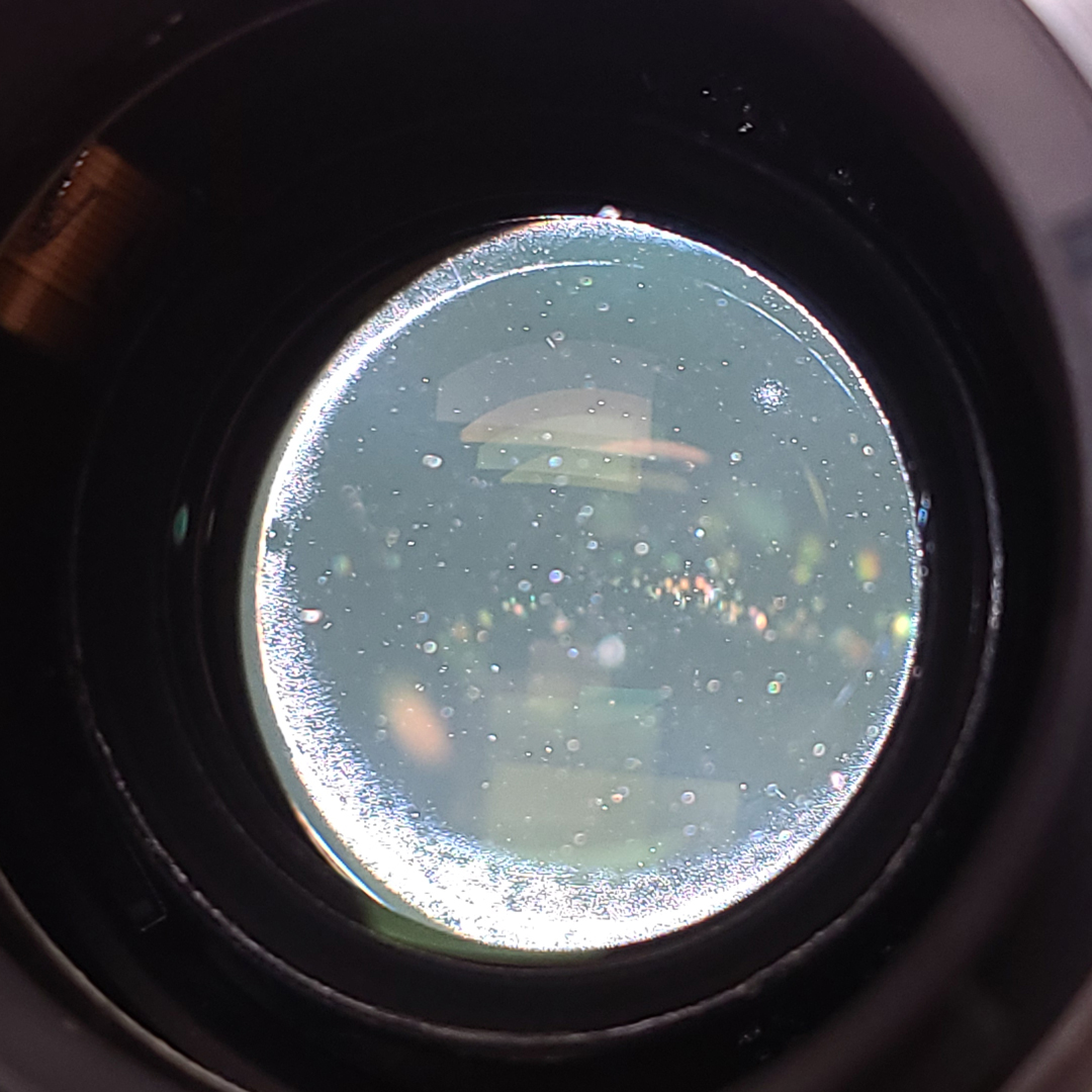 Read more about the article Lens Fungus: Myths vs. Facts – Debunking Common Misconceptions